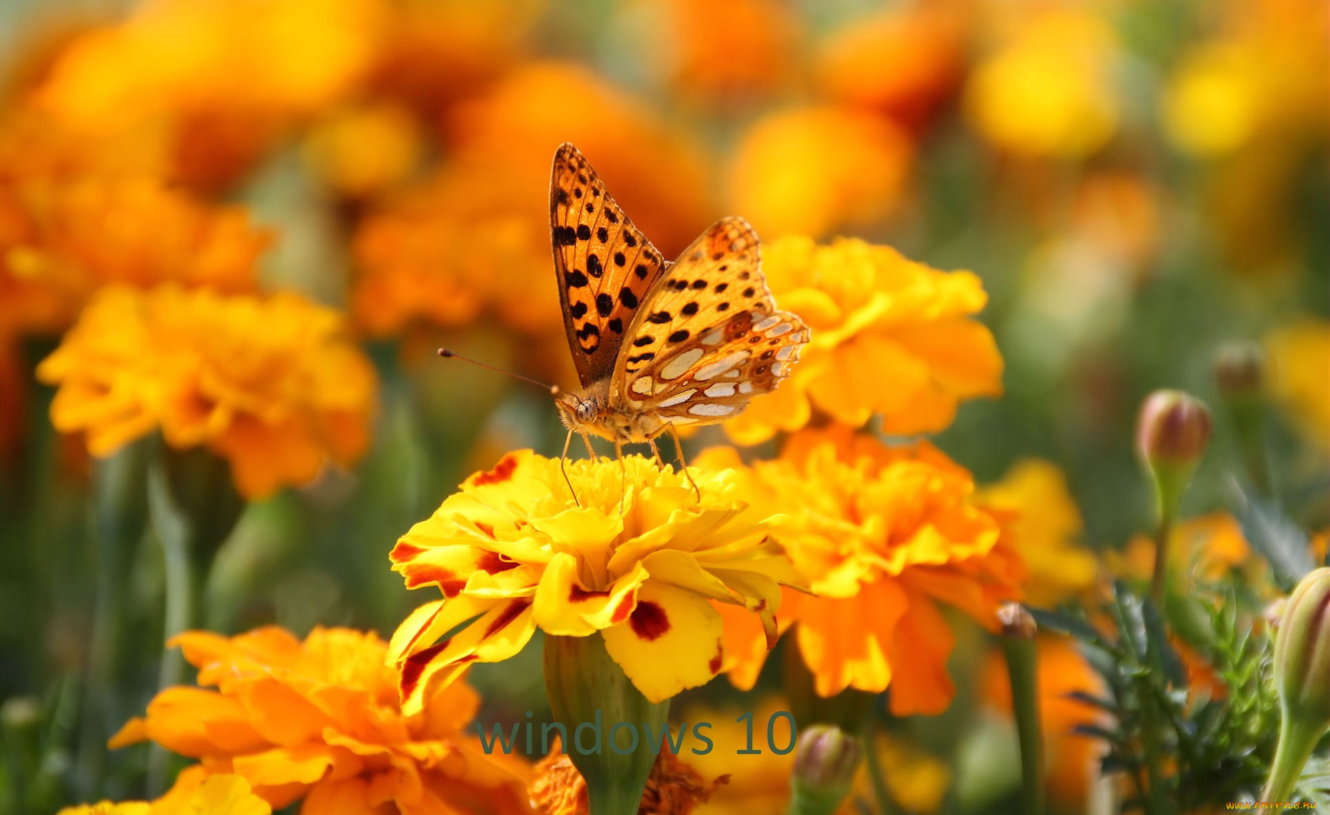, windows  10, , , 